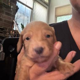 Boy 1 - Cream male Dachshund puppy in Falcon, Missouri from K2D2 Farm