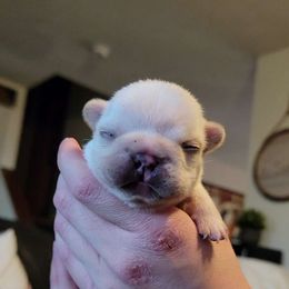 Claus - Cream French Bulldog puppy in Germantown, Ohio from LaBelle Bulldogs