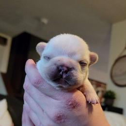Claus - Cream French Bulldog puppy in Germantown, Ohio from LaBelle Bulldogs