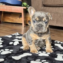 Friends Chandler - Blue male French Bulldog puppy in Salem, Oregon from Toy House Frenchies
