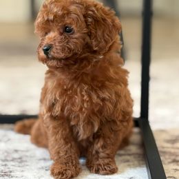 Rex - Red  male Poodle puppy in Reedley, California from Diamond Poodles