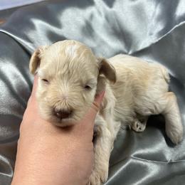 Eliana - Wheaten female Miniature Schnauzer puppy in Norman, Oklahoma from Priscilla's Miniature Schnauzers