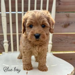 Blue boy - Apricot male Australian Labradoodle puppy in Chelsea, Michigan from Michigan Labradoodles