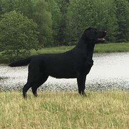 Ivy - Labrador Retriever