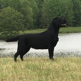 Ivy - Labrador Retriever
