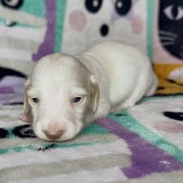 Boy 2 - male Dachshund puppy in Poteau, Oklahoma from Sisters Dazzling Dachshunds
