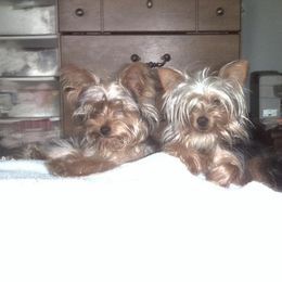 Yorkshire Terrier All Grown Up from Tiffanys Yorkies
