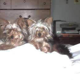 Yorkshire Terrier All Grown Up from Tiffanys Yorkies