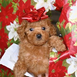 Cavapoo, Cockapoo, and Poodle Puppies from Heavenly Puppies to Love