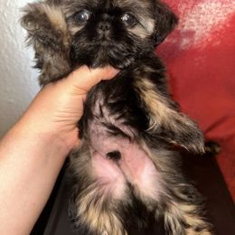 Joey - Gold male Shih Tzu puppy in Madera Acres, California from California Shih Tzu’s