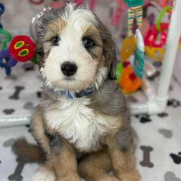 Enzo - Tri-color male Bernedoodle puppy in Yuciapa, California from AlltheDoodlez_