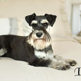 Ila - Miniature Schnauzer