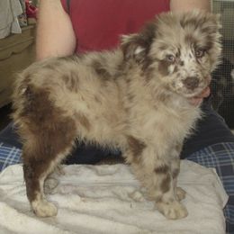 Australian Shepherds from Argyll Giving Tree Kennels