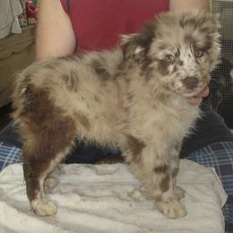 Australian Shepherds from Argyll Giving Tree Kennels