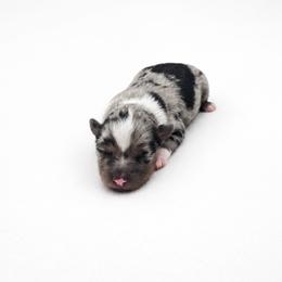 Stormie Rae - Blue merle female Toy Australian Shepherd puppy in Louisville, Mississippi from Kristy’s Kennels