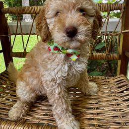 Hei Hei - Apricot male Goldendoodle puppy in Camden, North Carolina from Oopsie Doodles of NC