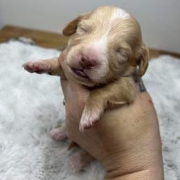 Boy four - Cream male Dachshund puppy in Payette, Idaho from NT Mini Doxies