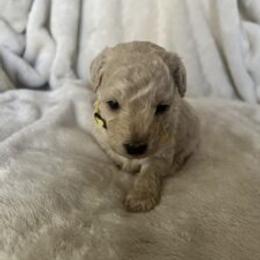 Poodle Puppies from J'Adore Doodles