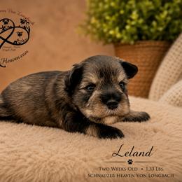 Leland AKC - Salt and pepper male Miniature Schnauzer puppy in Pelzer, South Carolina from Schnauzer Heaven Von Longbach