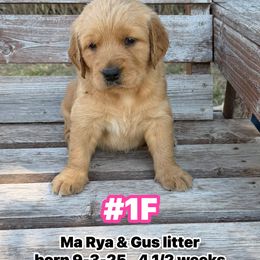 Number 1 Female Ma Rya and Gus - Golden female Golden Retriever puppy in Piedmont, Oklahoma from Sabrina's Golden Retrievers