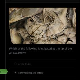 Australian Shepherd Puppies from Caramel Bliss Aussies - NJ NYC