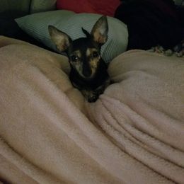 Pepper - Chihuahua