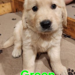 Green - Golden male Golden Retriever puppy in Lucasville, Ohio from Halo Kennels