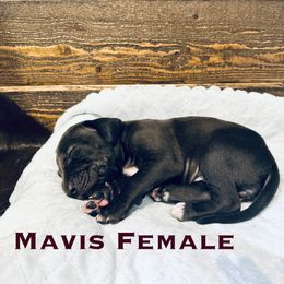 Mavis - Black female Catahoula Leopard Dog puppy in Slaton, Texas from M5 Catahoulas