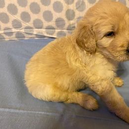 Goldendoodle Puppies from Toneytails Doodles