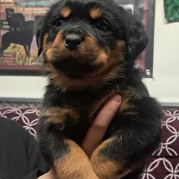 Girl 3 - Black and mahogany female Rottweiler puppy in De Witt, Iowa from Irish Eyes Kennels