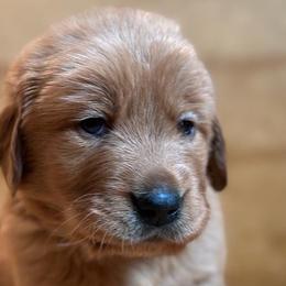 BLUE COLLARED MALE - Golden Retriever puppy from Hogarth's Kennel Haven
