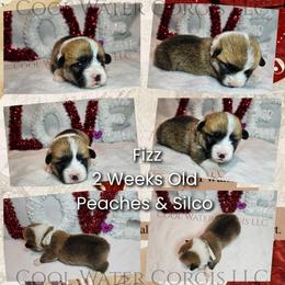 Fizz - Red male Pembroke Welsh Corgi puppy in Kiowa, Colorado from Cool Water Corgis LLC