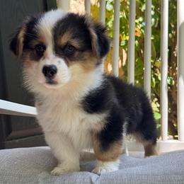 Ziggy fluffy (blue) - Black and tan male American Corgi puppy in East Oakdale, California from Rhettro Kennels