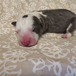 Minnie - Blue female Border Collie puppy in Fresno, California from Alpine Tails