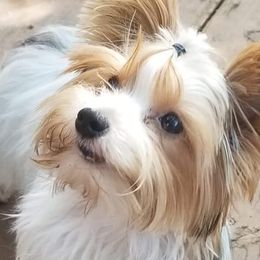 Yorkshire Terriers from Lisa LeDuc