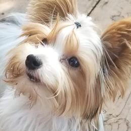 Yorkshire Terriers from Lisa LeDuc