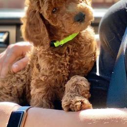 Poodles from Mountain View Standard Poodles