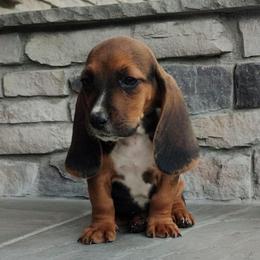 Rocky - Black brown and white male Basset Hound puppy in Newton Grove, North Carolina from MGA Basset Hound