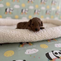 Poodle Puppies from Pups and Paws Toy Poodles
