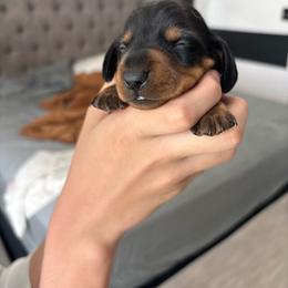 Hunter - Black and tan male Dachshund puppy in Tomball, Texas from Gutierrez House of Doxies