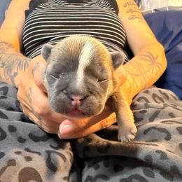 Girl 2 - Blue fawn female French Bulldog puppy in Spanaway, Washington from Frog Faced Frenchies