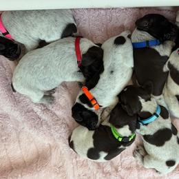 German Shorthaired Pointers from GIBSONS GSP'S