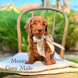 Montana - Red  male Goldendoodle puppy in Springville, Utah from JW Doodles