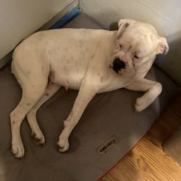 Luna - Boxer
