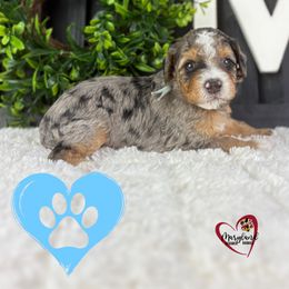 Goldendoodle Puppies from Maryland Designer Doodles