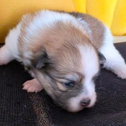 Sophia - Tri-colored female Pomeranian puppy in Cleveland, Tennessee from Deborah's Darlings