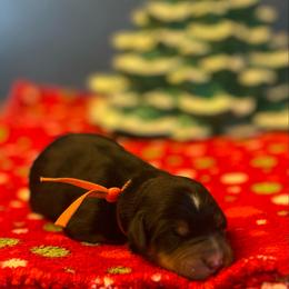Orange - Tri-color male Bernedoodle puppy in Casper, Wyoming from 307 Doodles