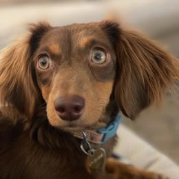 Birdie Jo - Dachshund