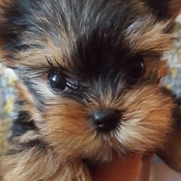 Yorkshire Terrier Puppies from Little Angel Yorkies