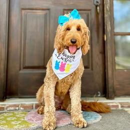 Lola - Goldendoodle